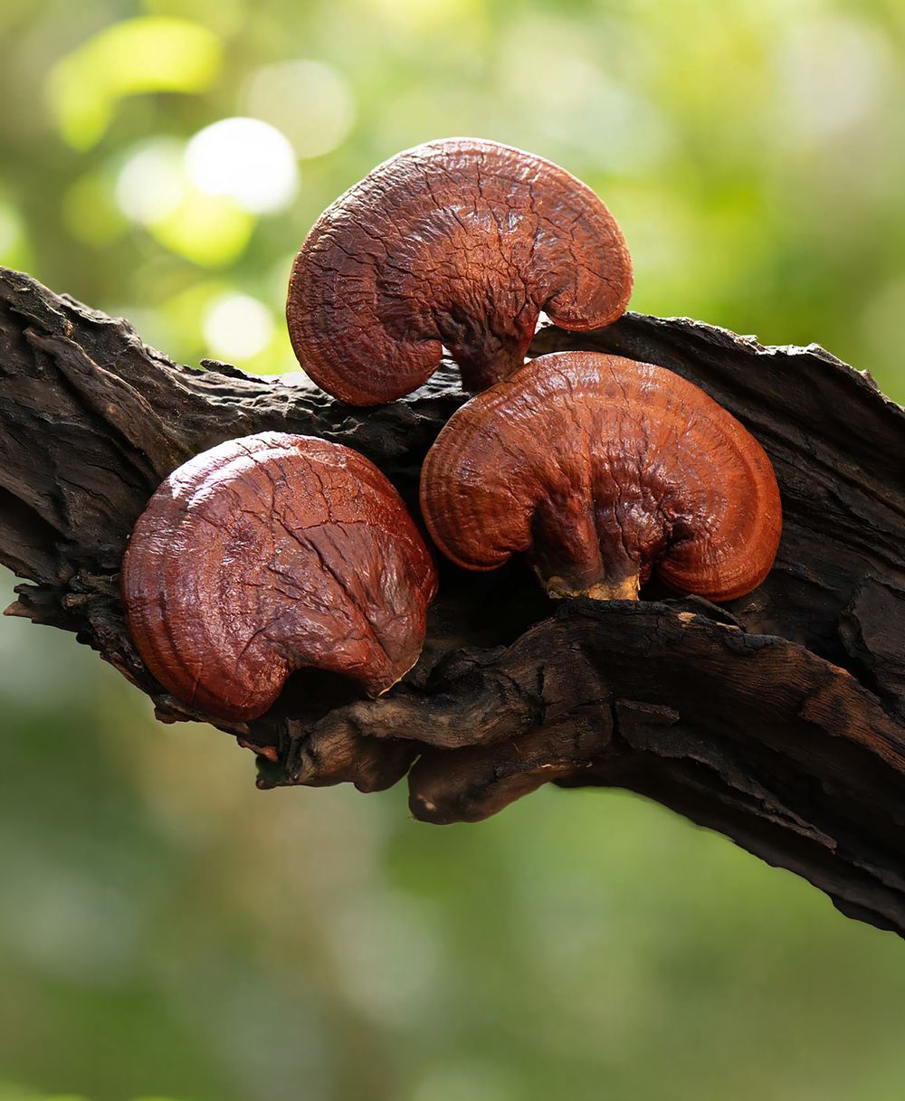 Reishi